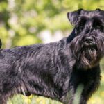 giant schnauzer for sale