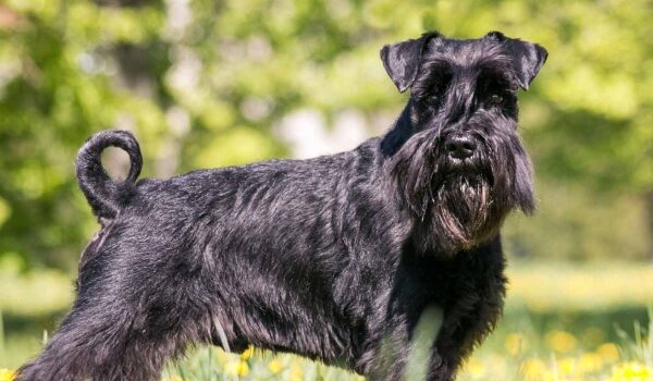 giant schnauzer for sale