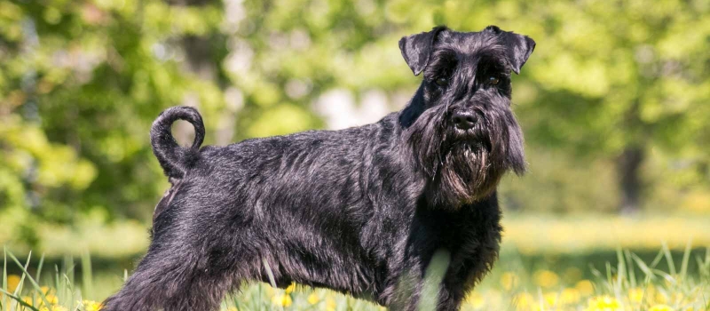 giant schnauzer for sale