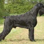 giant schnauzer