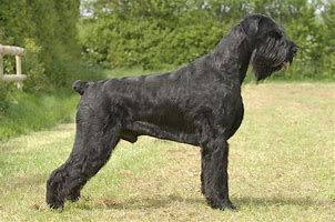 giant schnauzer